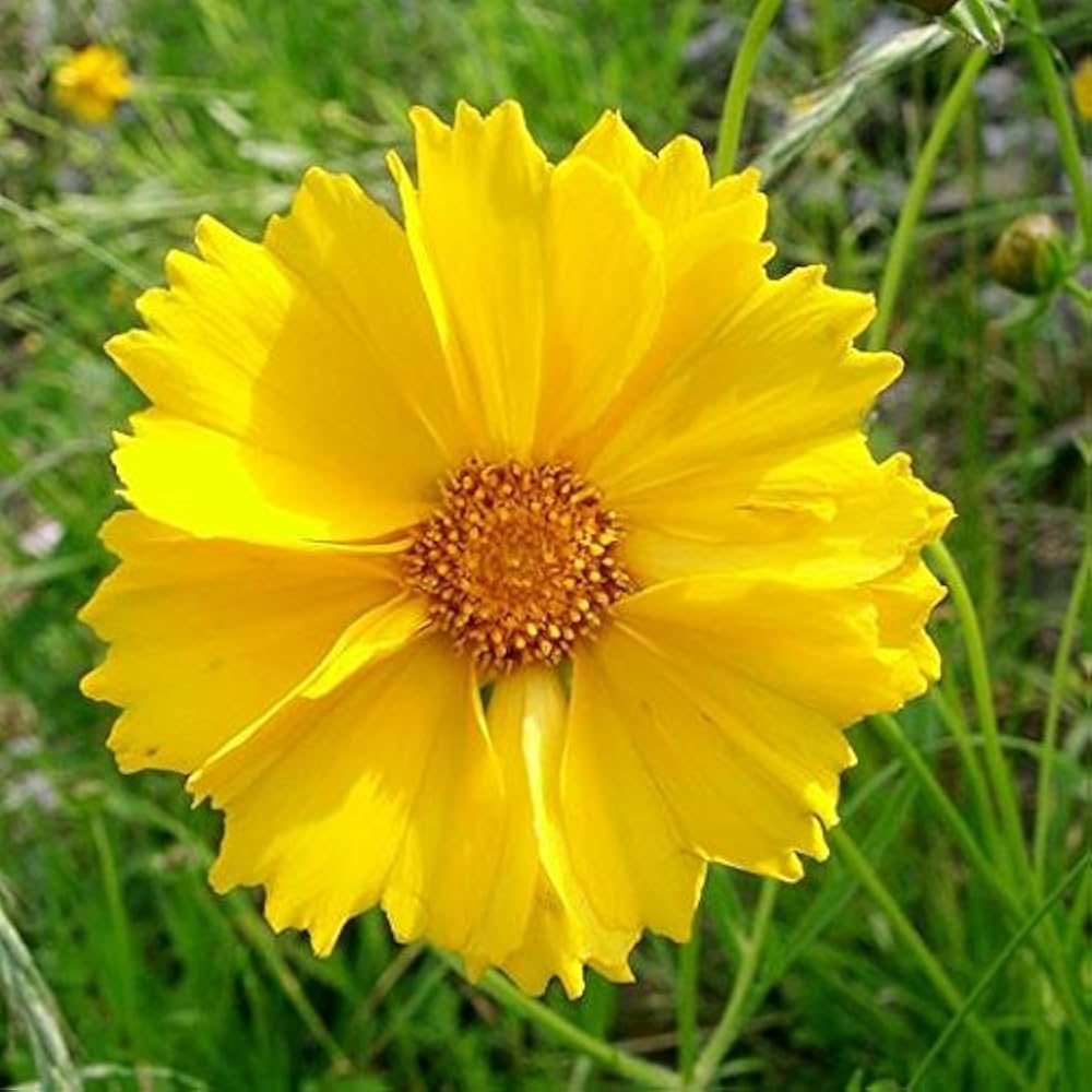 Leavenworth's Tickseed Seeds for Planting Coreopsis Leavenworthii for Wildflower Gardens