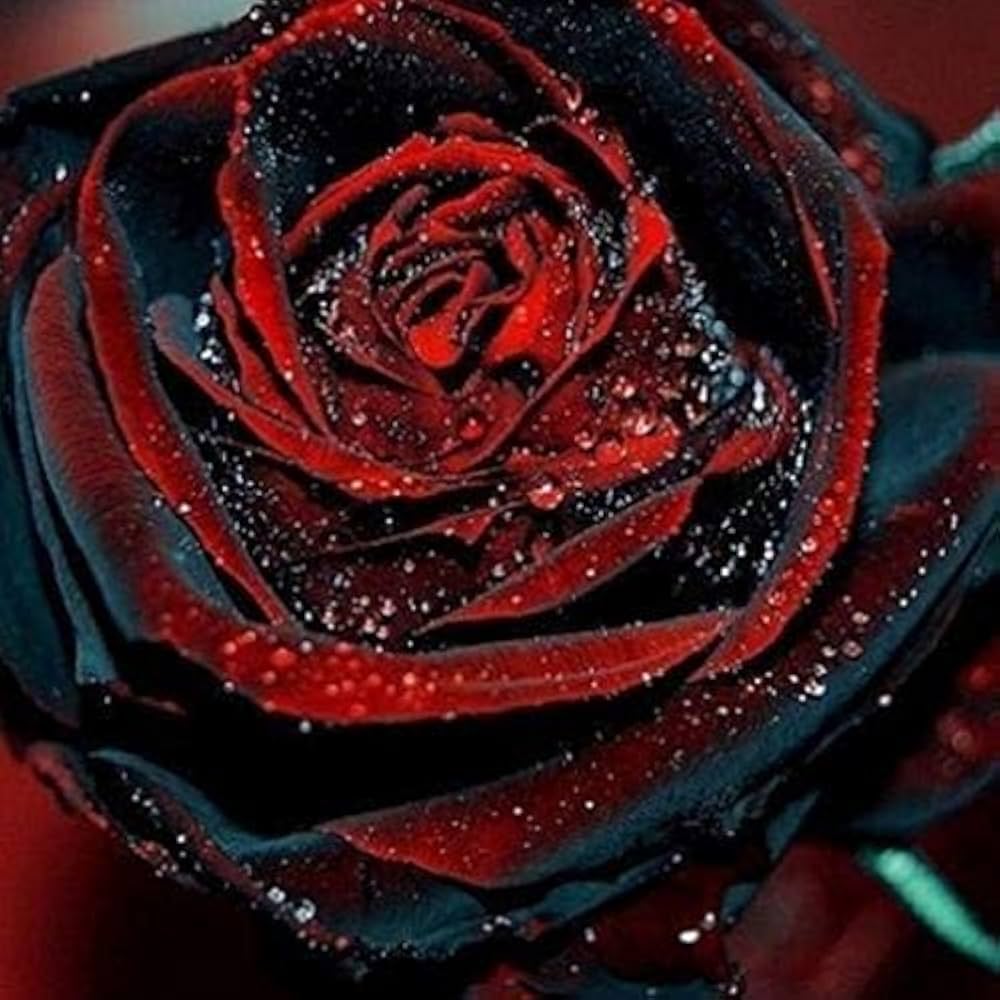 Multiple Colors Rose Seeds for vibrant, multi-hued garden blooms