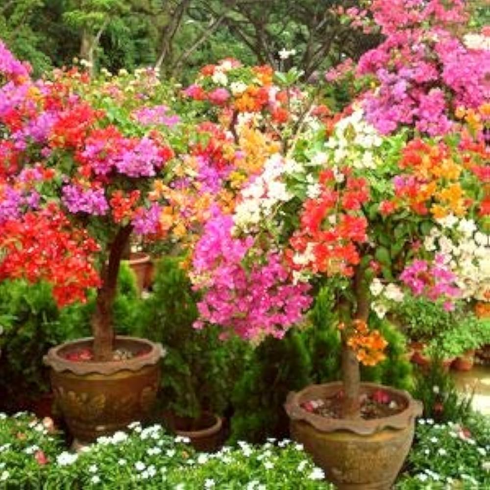 Bougainvillea Mixed Colors Flower Seeds for Planting