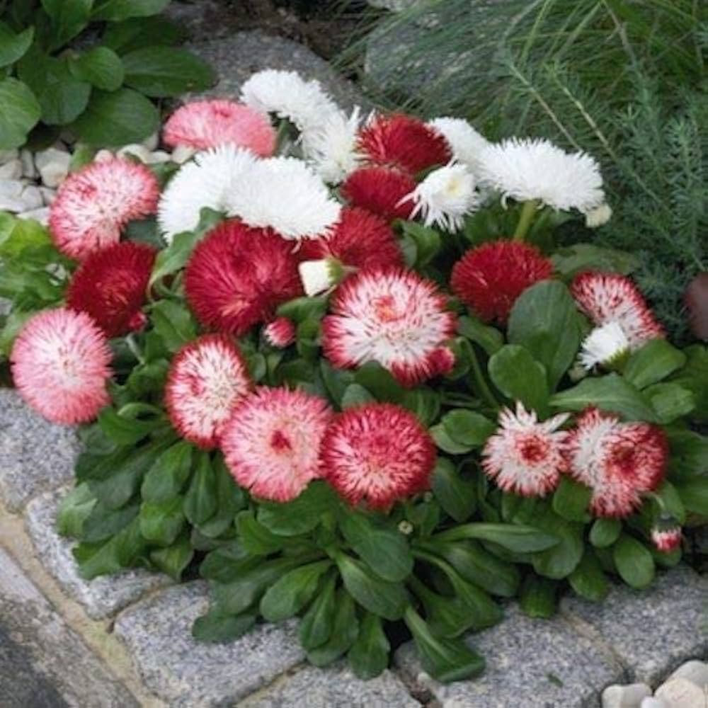 Leucanthemum Shasta Flower seeds for Planting - Seasonal Bloomer, Heirloom & GMO Free Seeds for Home Garden