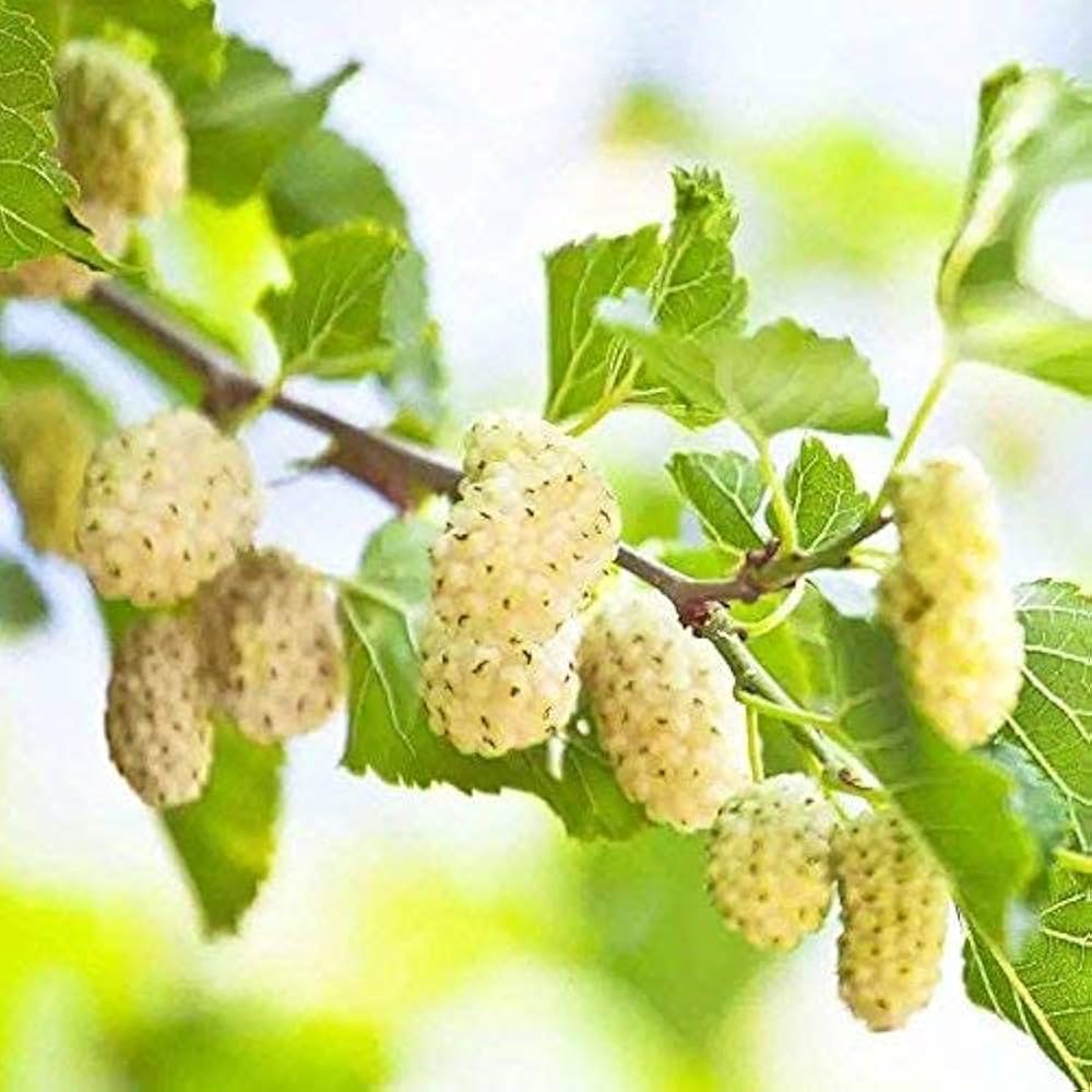Morus Alba White Mulberry Tree Seeds