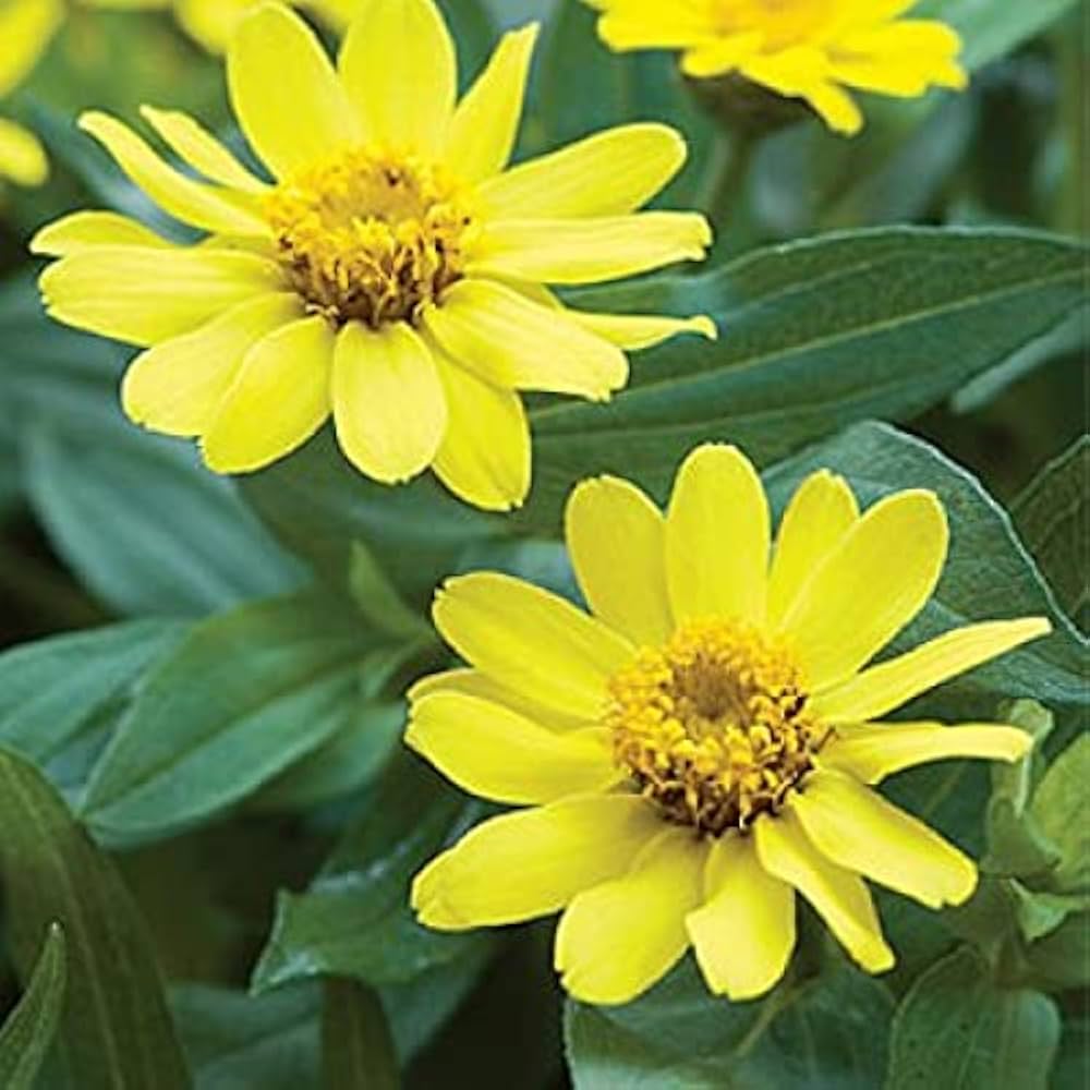 Yellow Profusion Flower seeds for Planting - Shade Tolerant, Heirloom & GMO Free Seeds for Home Garden
