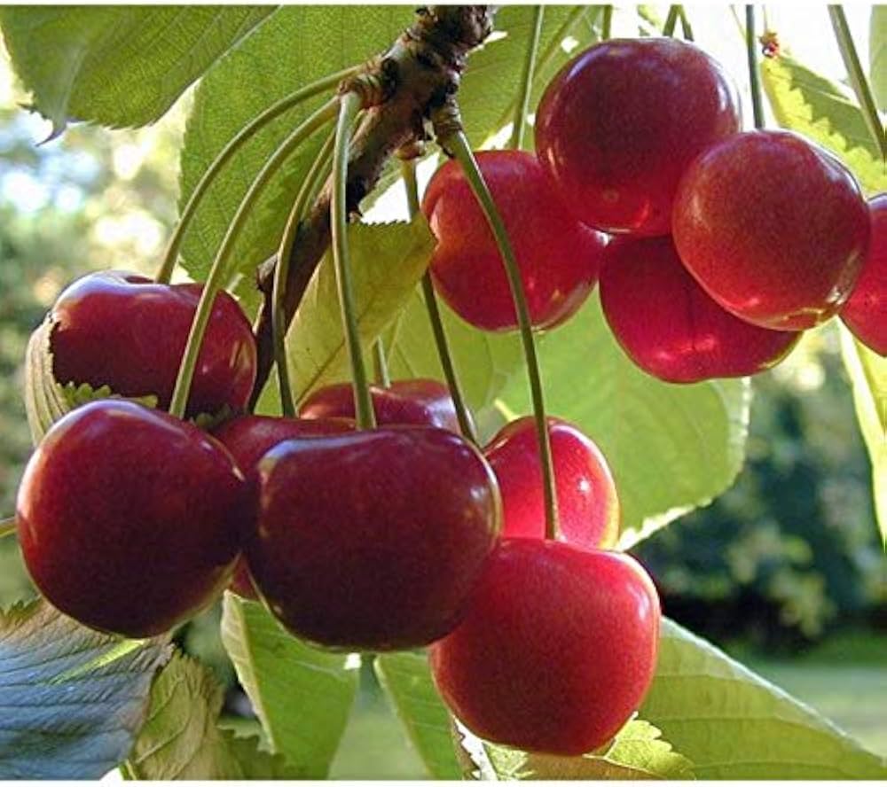 Barry's Cherry Seeds for Planting  Delicious Fruit Planting Seeds