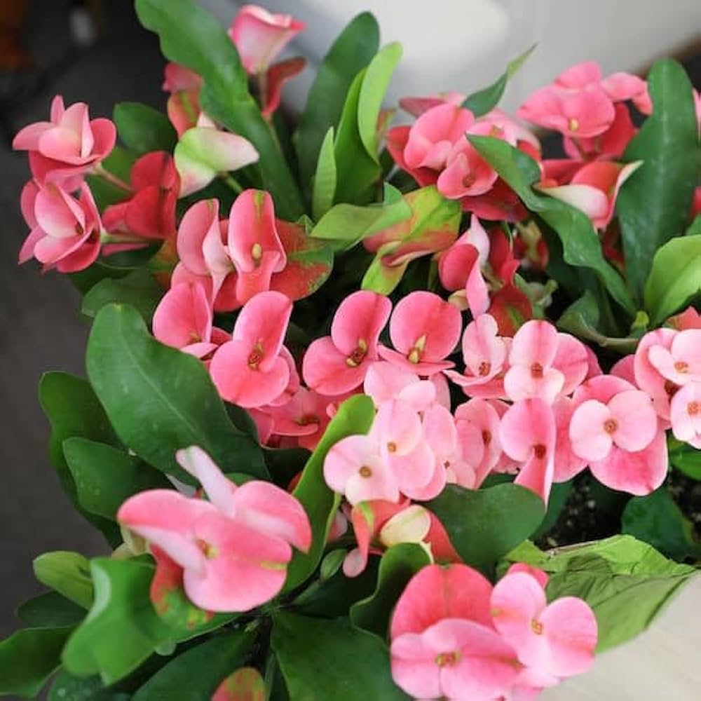 Light Pink Euphorbia Milii Flower seeds for Planting - Perfect for Borders, Heirloom & GMO Free Seeds for Home Garden