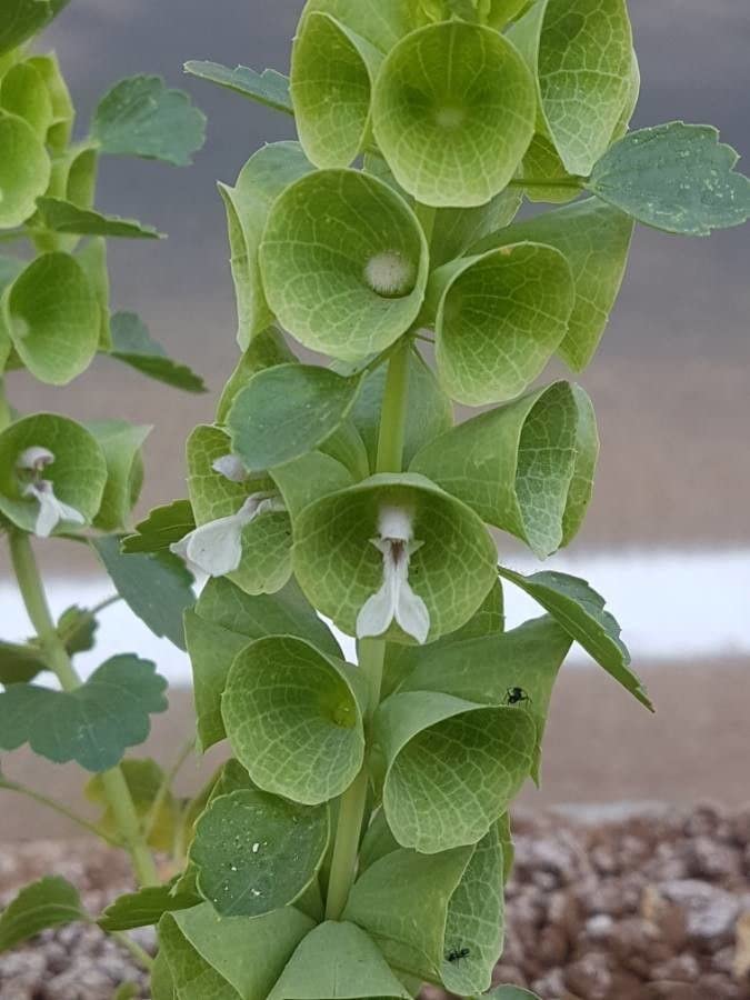 Bells of Ireland Molucella laevis Seeds for Planting in Flower Bed