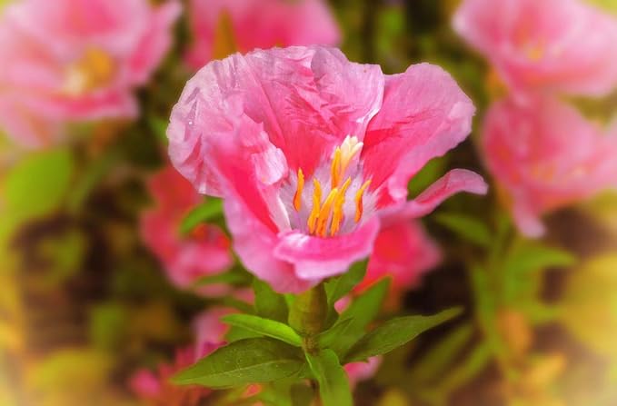 Godetia Sommerazalee Seeds for Elegant, Pink Godetia Flowers