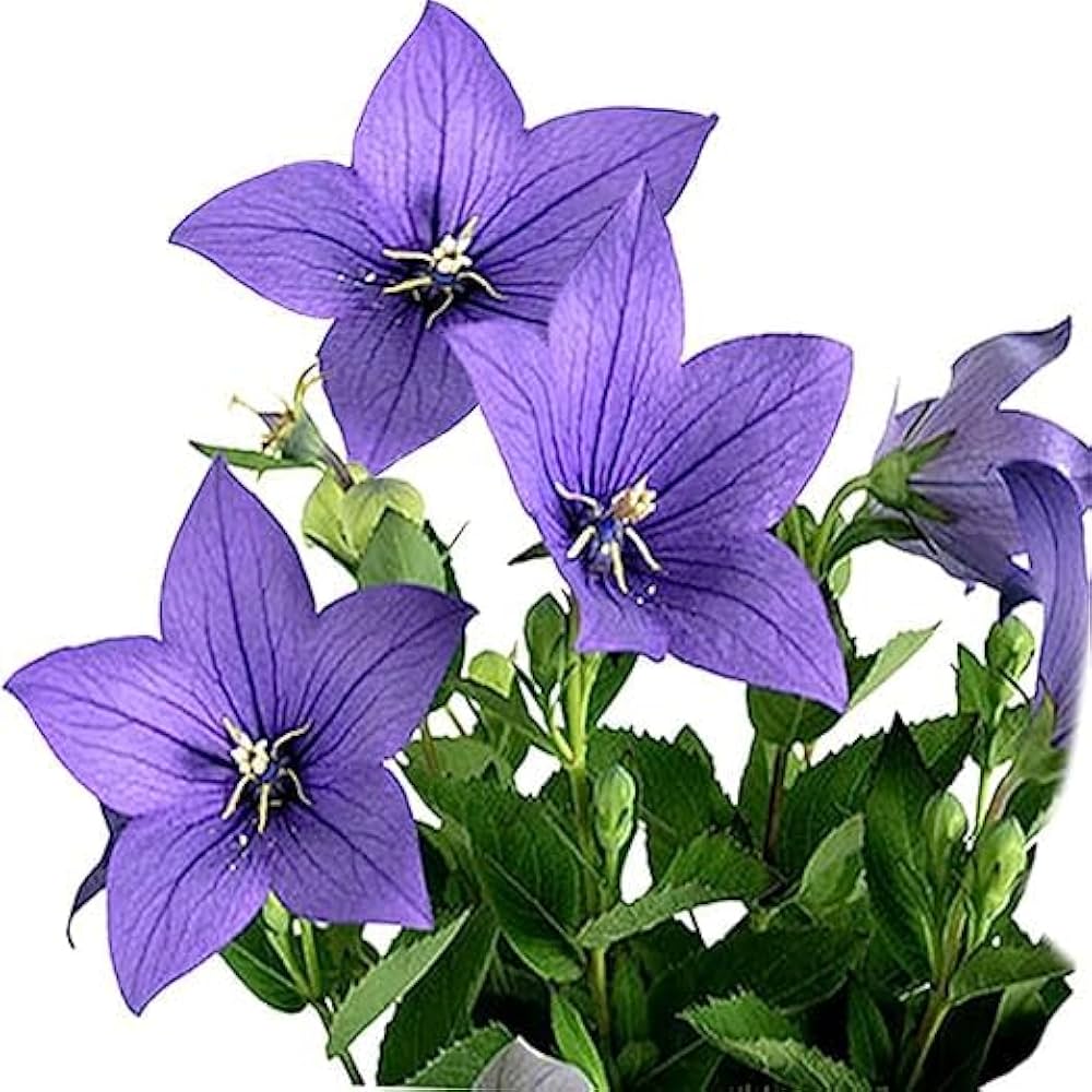 Platycodon Rosa Grandiflorus Seeds – Balloon Flower with Rosy-Pink Blooms