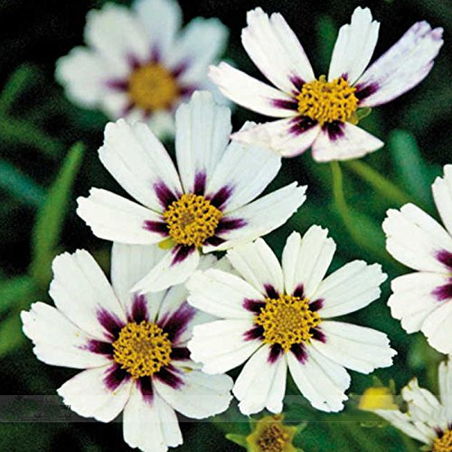 White Coreopsis Flower Seeds Planting