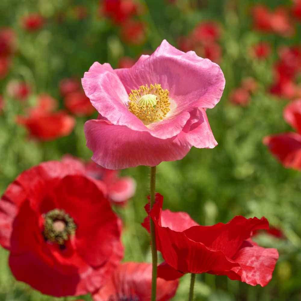 Afghan Special Poppy Seeds Papaver somniferum for Planting in Flower Bed