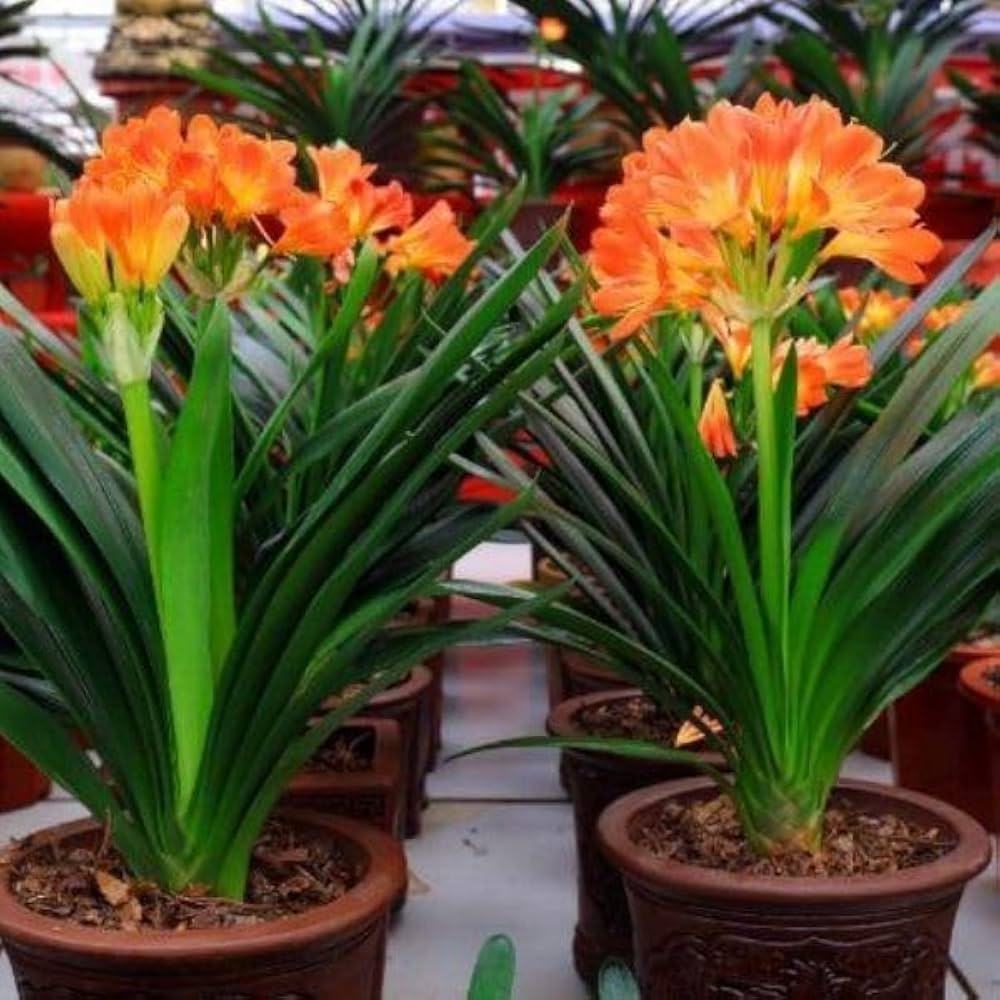 Klivie Clivia Miniata Seeds for Planting - Beautiful Flowers for Home Garden & Flower Bed