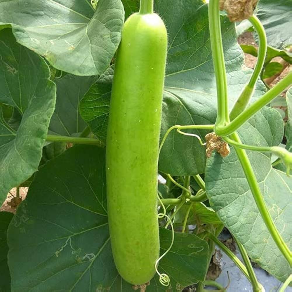 Bottle Gourd Lagenaria siceraria Vegetable Seeds for Planting in Vegetable Patch