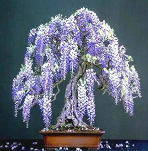 Wisteria Seeds Wisteria Bonsai Flower Seeds (11 Colors)
