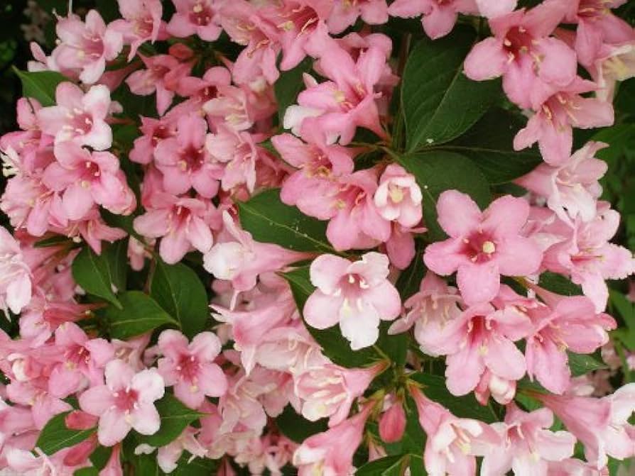 Weigela Florida Bush Seeds – Altmodische Flowering Shrub Variety