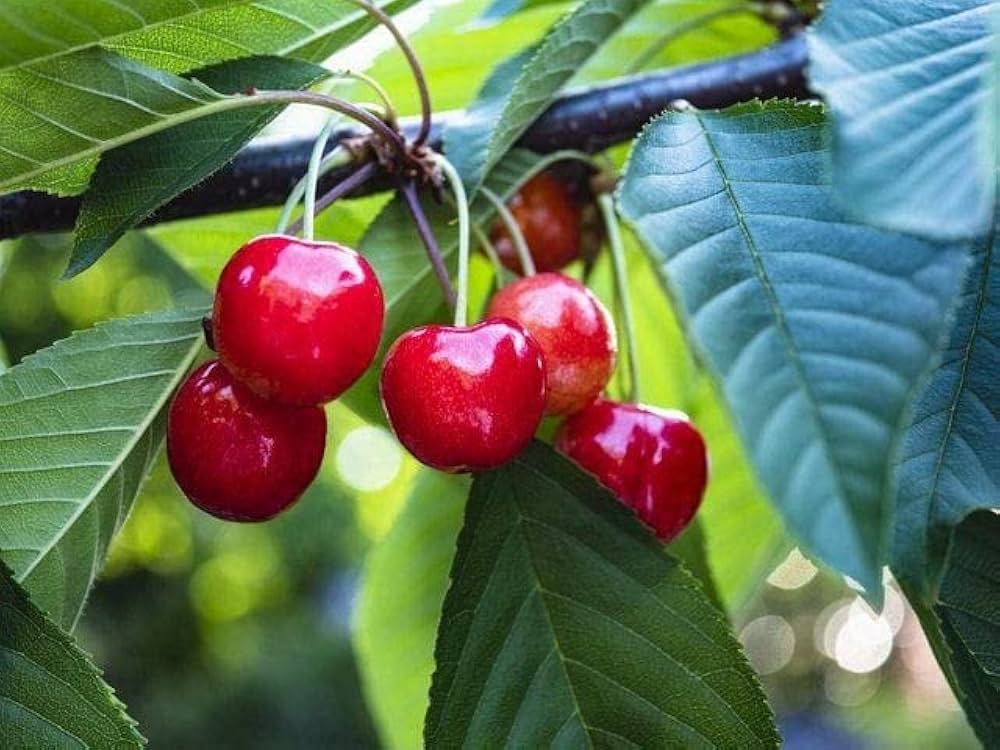 Light Green and Red Cherry Fruit Seeds for Planting