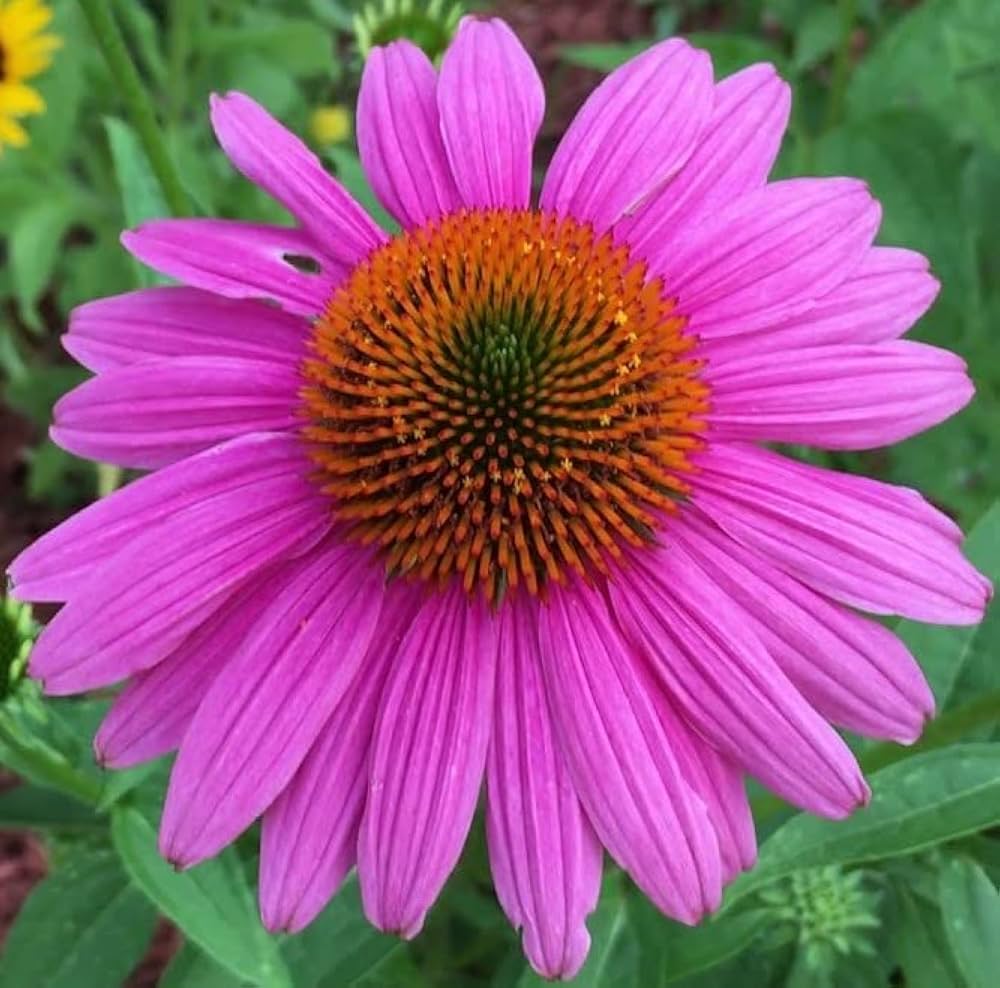 Cone Flower Echinacea purpurea Seeds for Planting in Wildflower Garden & Flower Bed