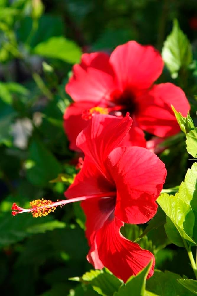 Hibiscus Seeds for Planting Hibiscus Rosa-Sinensis mixed flower bed patio pot