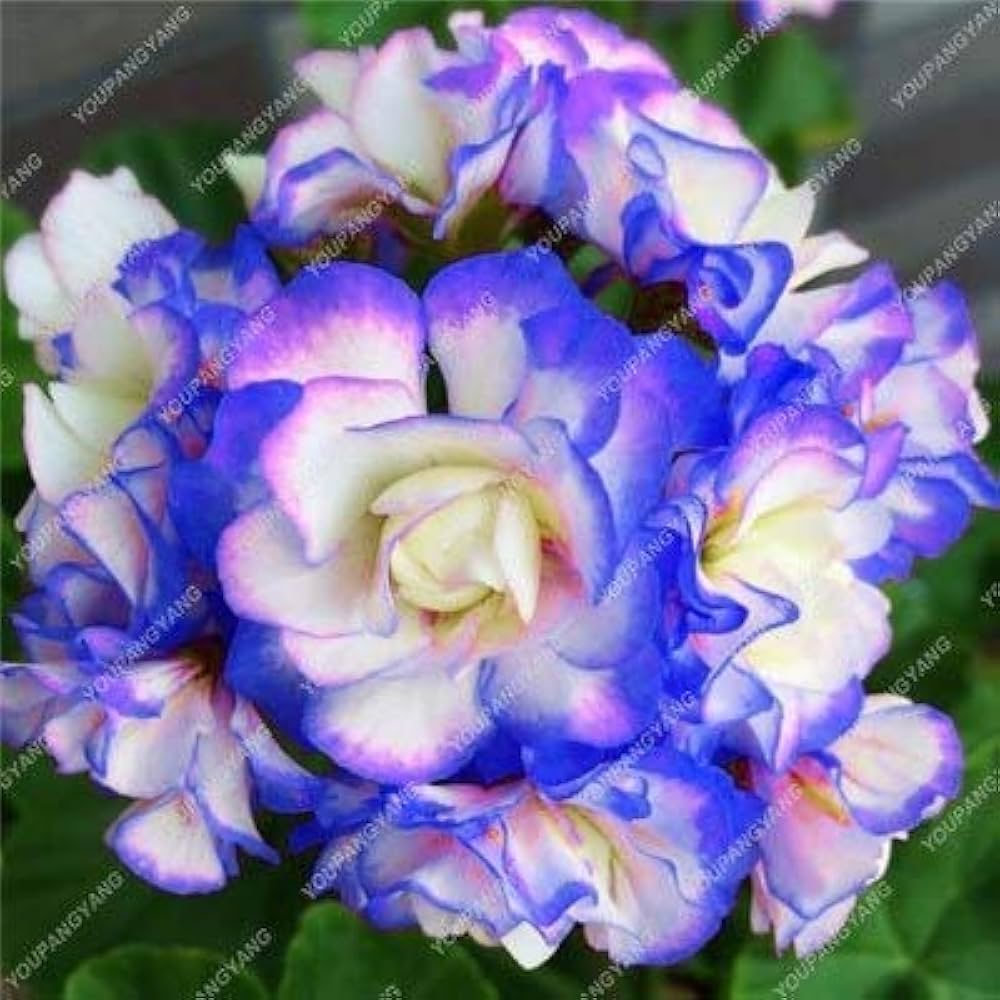 Blue Geranium Pelargonium spp. for planting in flower border