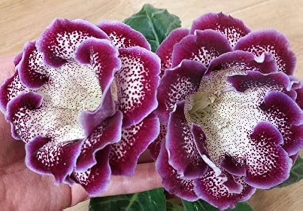 Gloxinia Sinningia Speciosa Flower Seeds