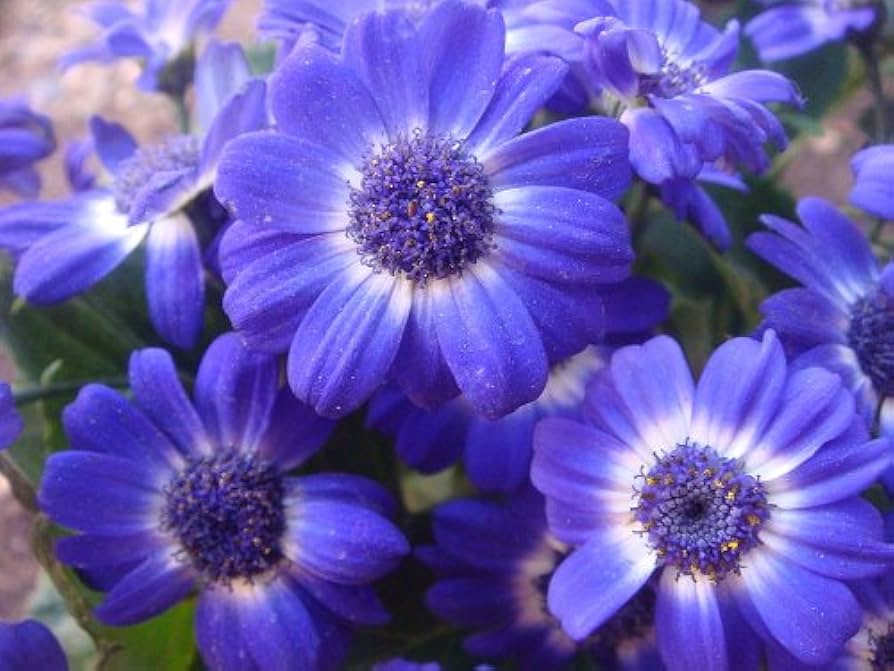 Purple Iberidifolia Flower seeds for Planting - Vibrant Colors, Heirloom & GMO Free Seeds for Home Garden
