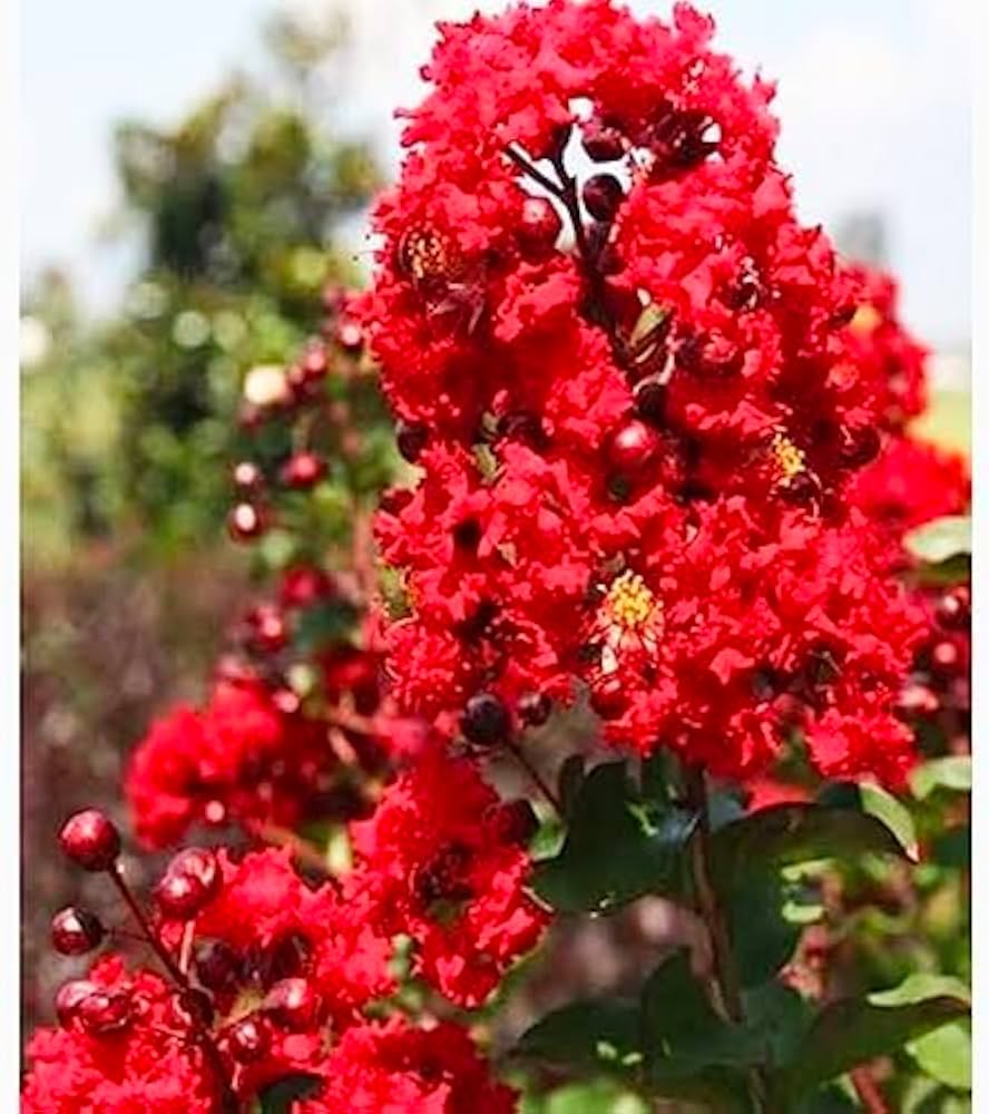 Red Crape Tree Flower seeds for Planting - Long Bloom Season, Heirloom & GMO Free Seeds for Home Garden
