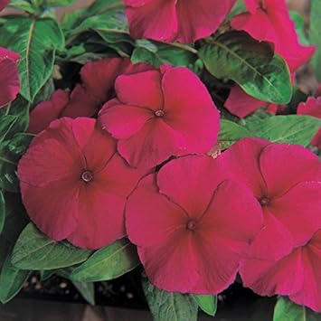 Purple Vinca Flower seeds for Planting - Compact Growth, Heirloom & GMO Free Seeds for Home Garden
 
 Sale seeds for planting in home garden