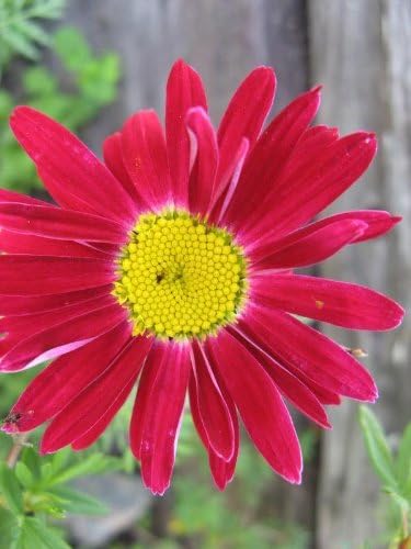 Rose Chrysanthemum Coccineum Seeds for Red, Bold Chrysanthemum Blooms
