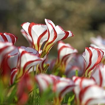 Yellow Tulip Flower Seeds for Garden Low Maintenance Heirloom & GMO Free Seeds for Home Garden
 
 Sale for planting in home garden