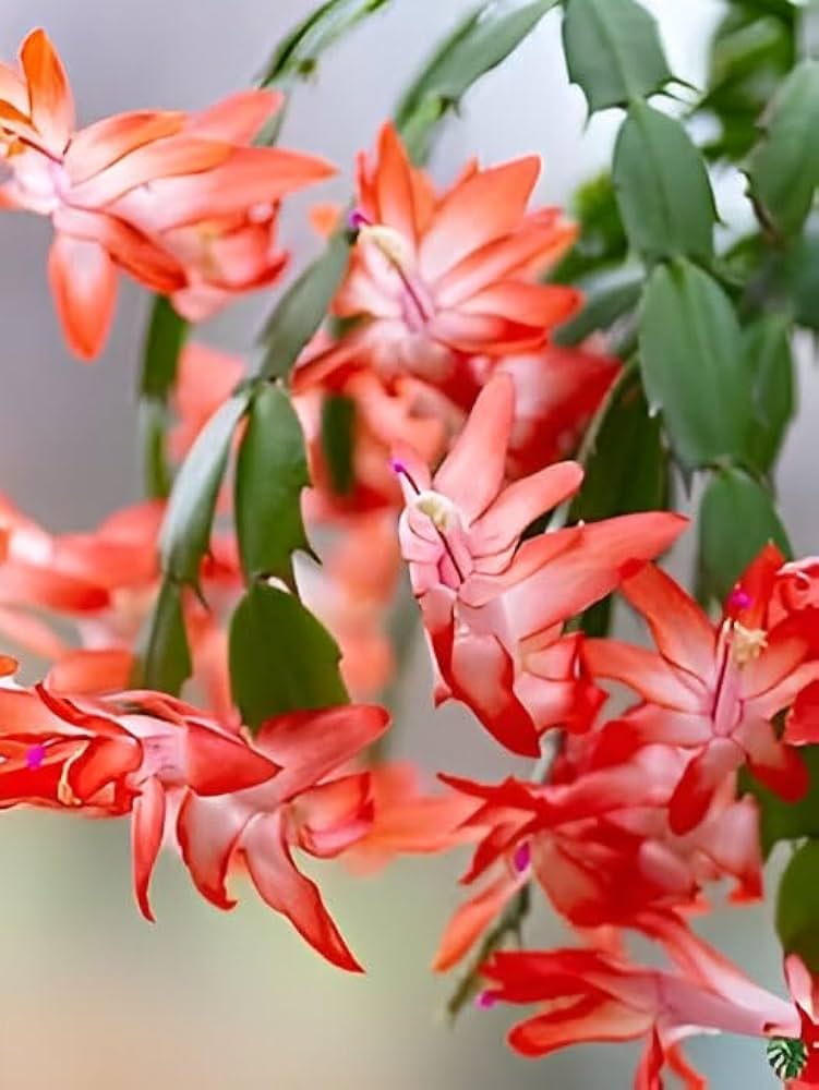 Peach Zygocactus Truncatus Flower seeds for Planting - Easy to Grow, Heirloom & GMO Free Seeds for Home Garden