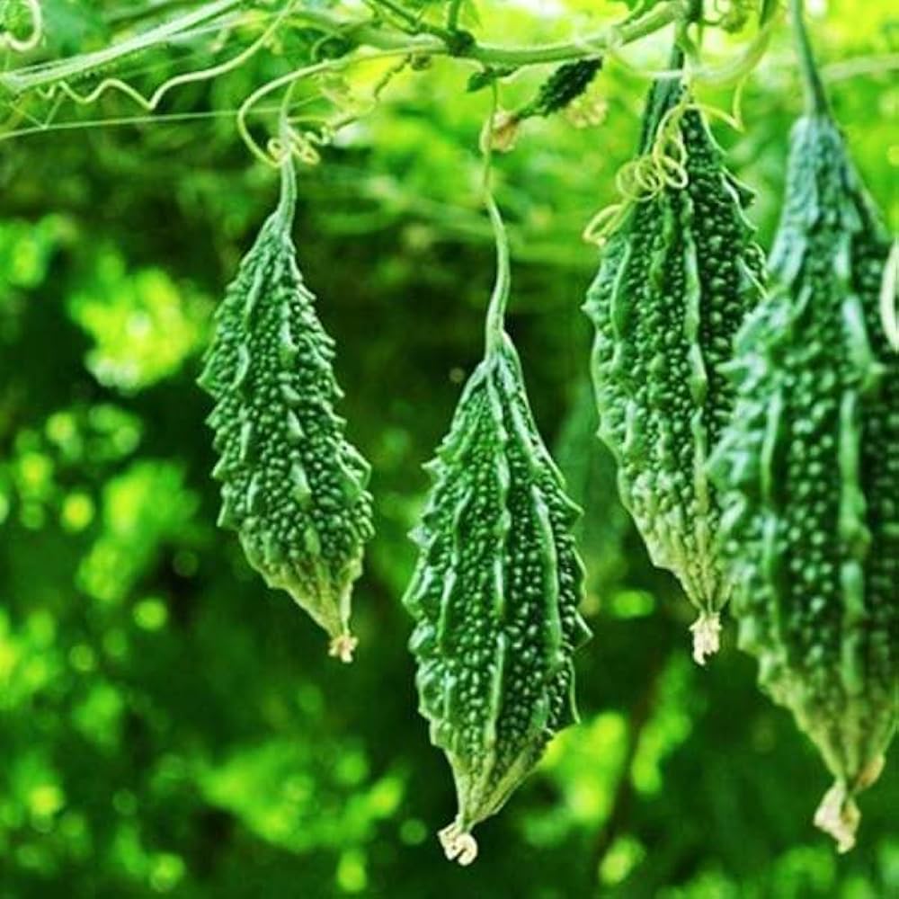 Bitter Gourd Seeds for Planting Momordica charantia for vegetable patches and home gardens