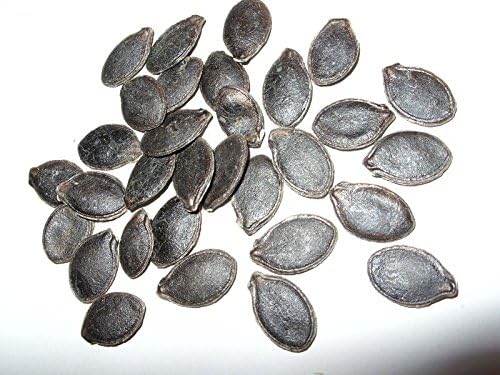 Shark Fin Melon Fruit Benincasa hispida Seeds for Planting in Vegetable Patch