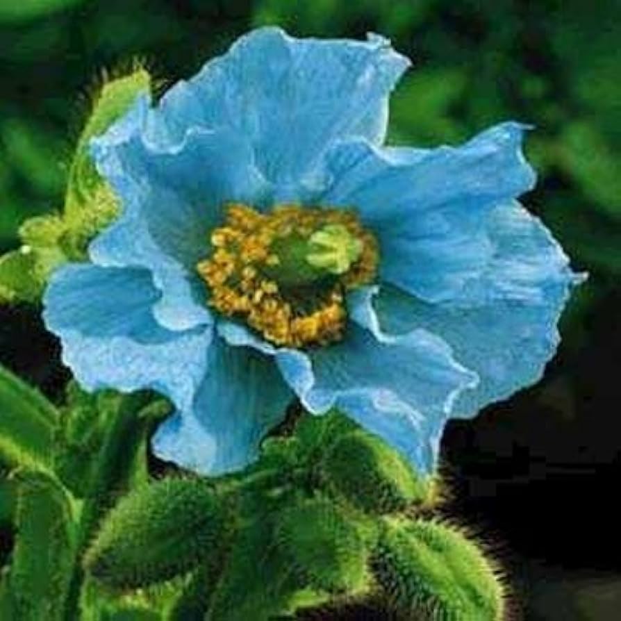 Blue Himalayan Poppy Seeds for Planting Meconopsis betonicifolia for flower beds and cool gardens
