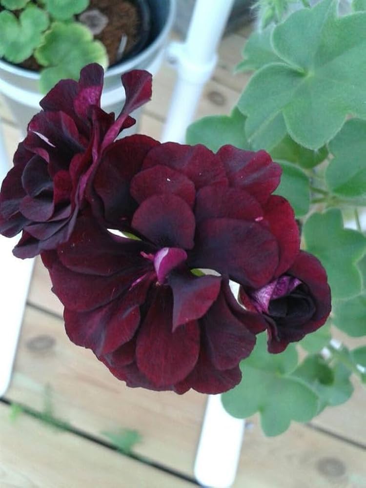 Dark Pink Black Geranium Flower Seeds for Planting - Vibrant and Elegant