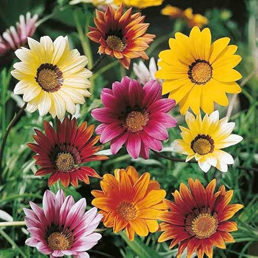 Gazania Sunshine Flower seeds for Planting - Garden Favorite, Heirloom & GMO Free Seeds for Home Garden