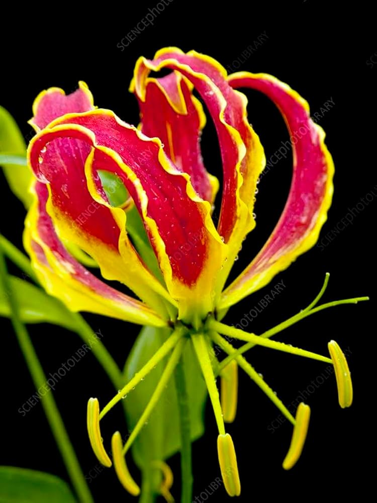 Gloriosa Lily Gloriosa superba Plant Seeds for Planting for Flower Bed