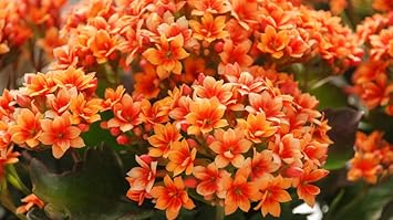 Red Yellow Kalanchoe Flower seeds for Planting - Perfect for Borders, Heirloom & GMO Free Seeds for Home Garden
 
 Sale seeds for planting in home garden