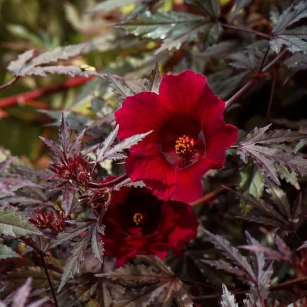 Cranberry Hardy Crush Hibiscus Seeds for Planting Hibiscus moscheutos for flower beds and water gardens