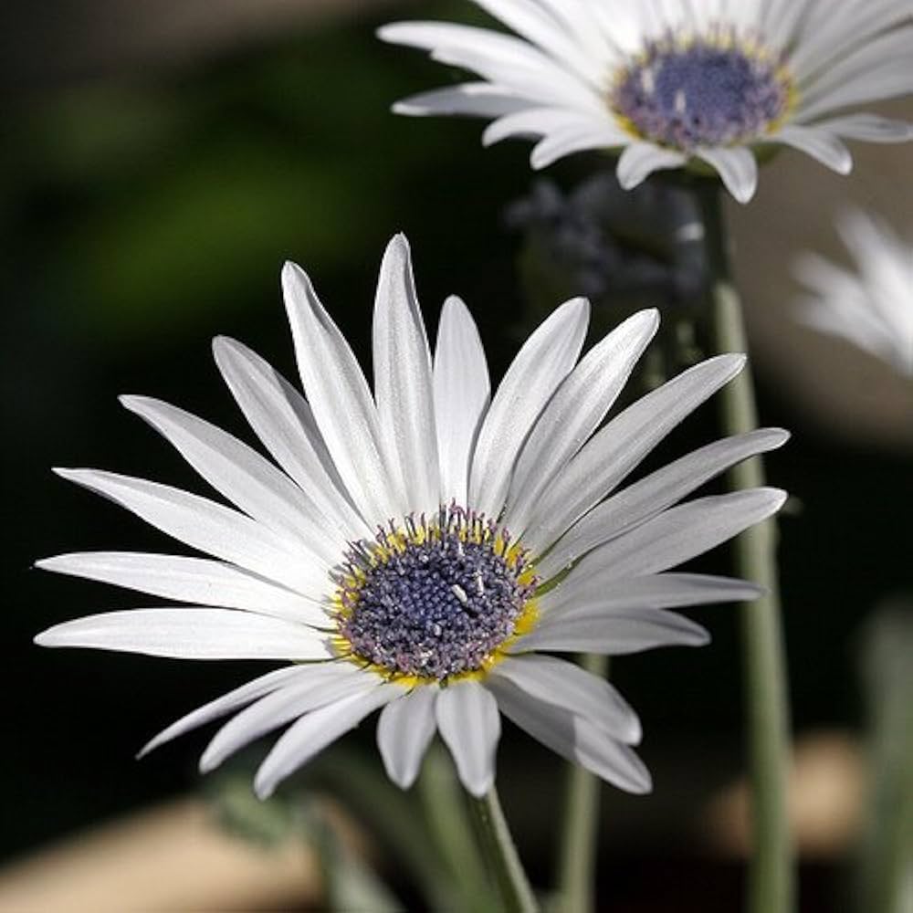 White Arctotis Grandis Seeds for Planting, Stunning Flower Seeds for Your Garden