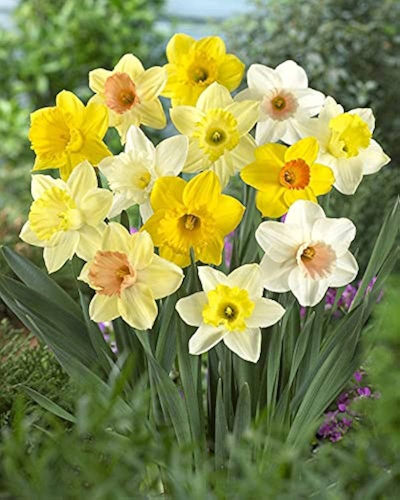 Daffodil Flower Seeds for Planting  Vibrant White and Yellow Blooms