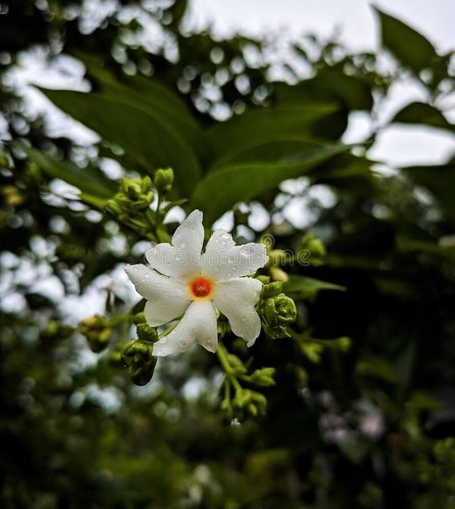 Night Blooming Star Jasmine Cestrum nocturnum Flower Seeds for Planting