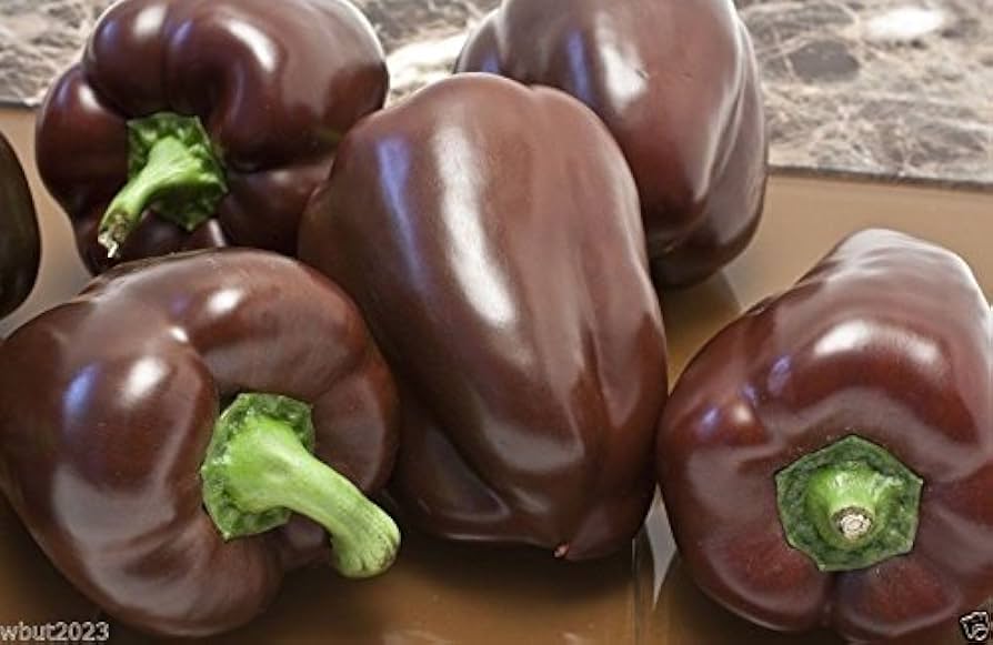 Pepper Seeds Chocolate Beauty Heirloom CombSH A17