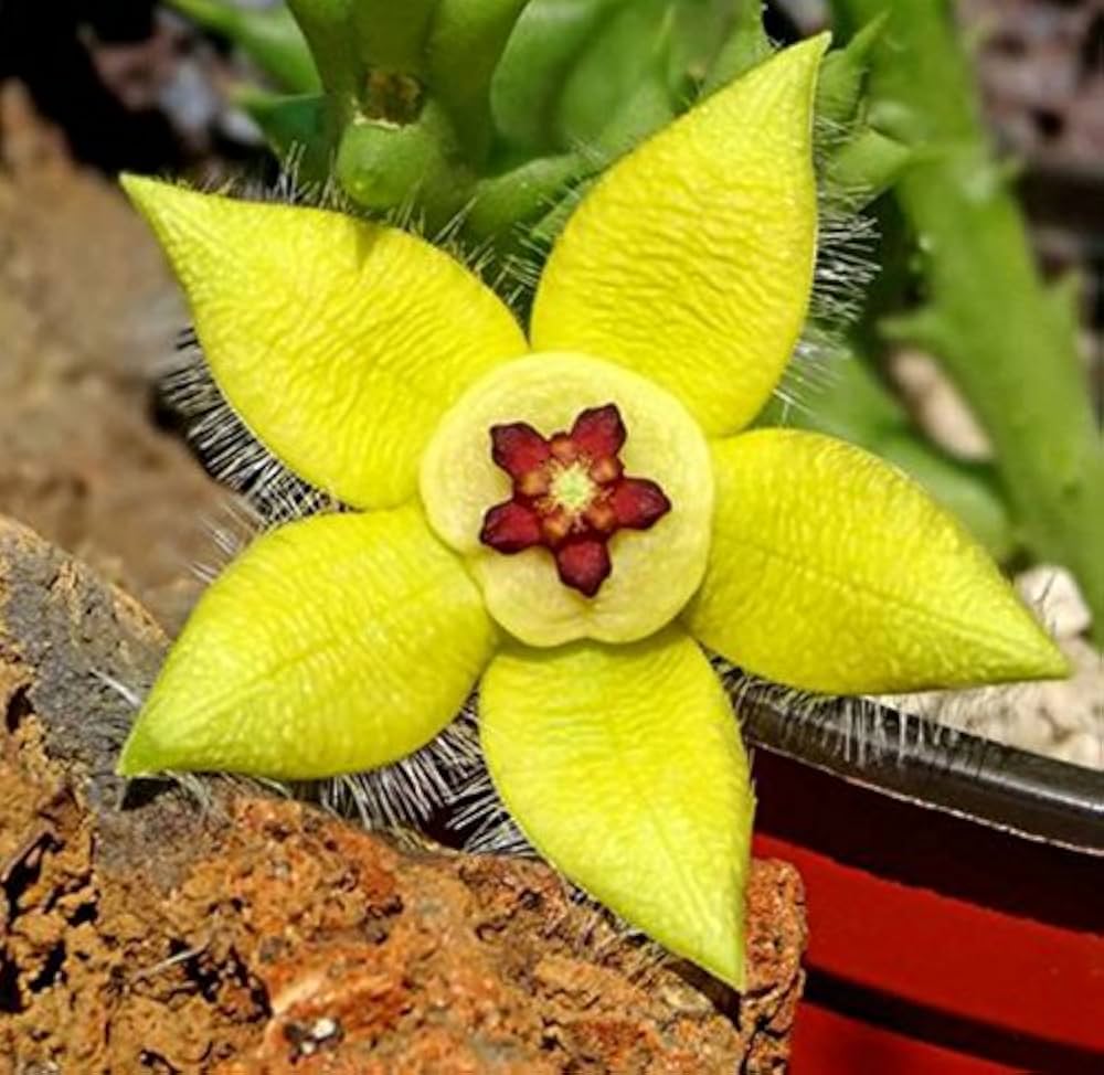 Stapelia Pulchella Flower seeds for Planting - Cut Flower Favorite, Heirloom & GMO Free Seeds for Home Garden