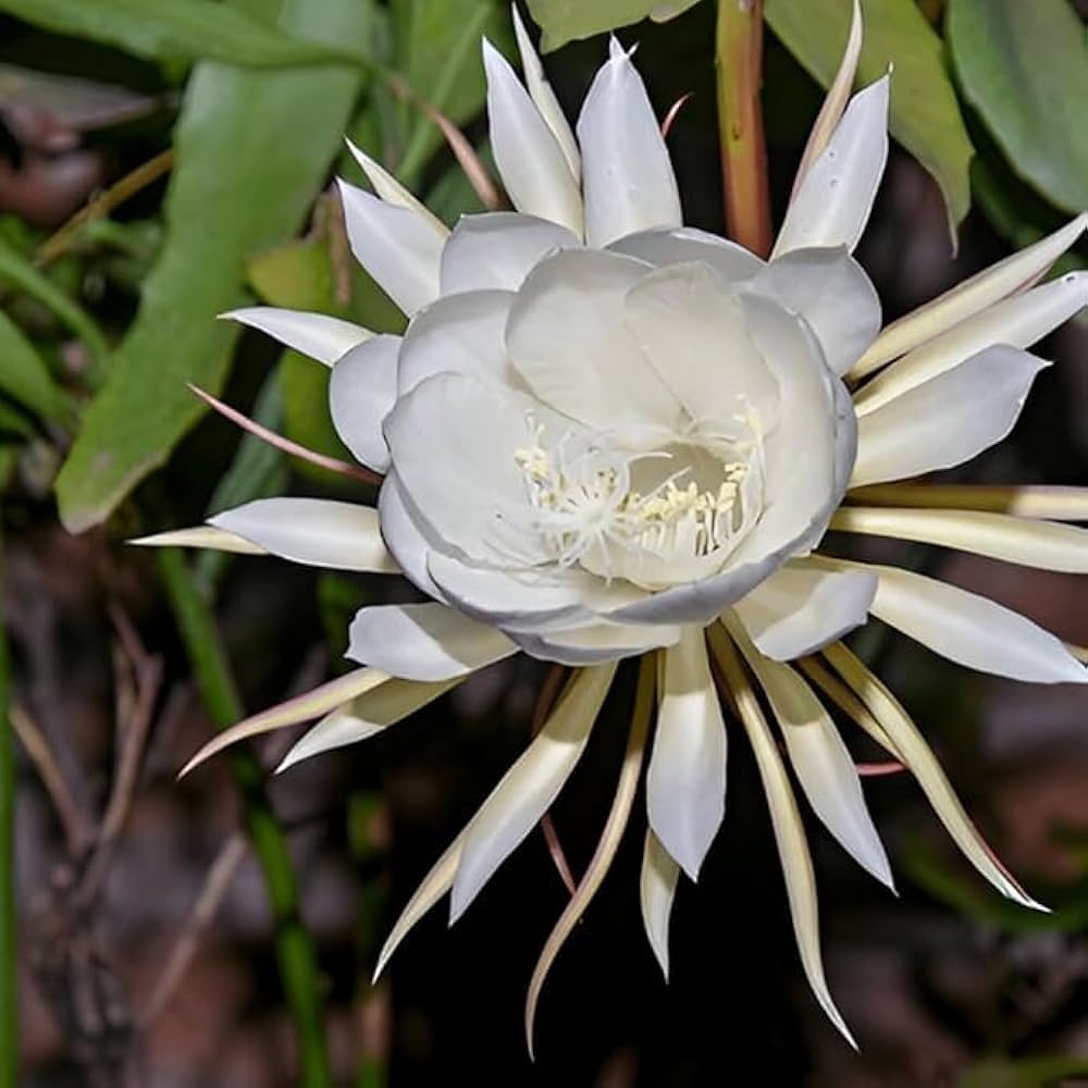 Epiphyllum Oxypetalum Flower seeds for Planting - Pollinator Friendly, Heirloom & GMO Free Seeds for Home Garden