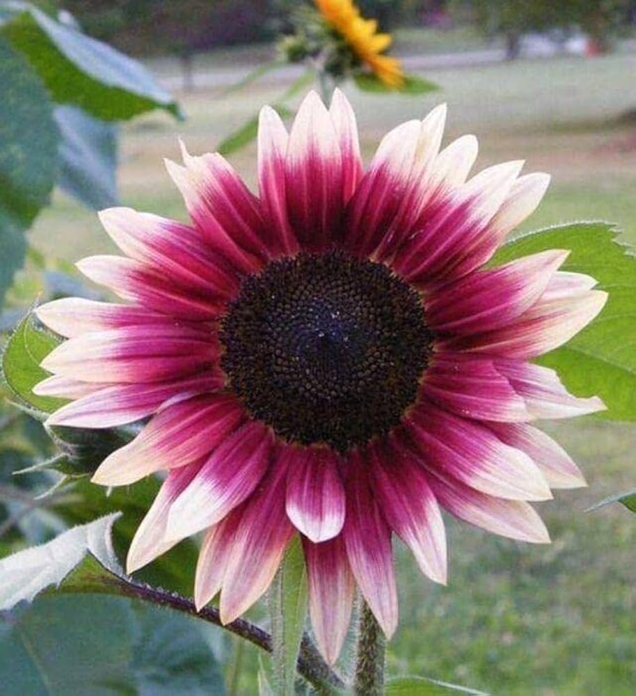 Pink and White Sunflower Seeds for Planting