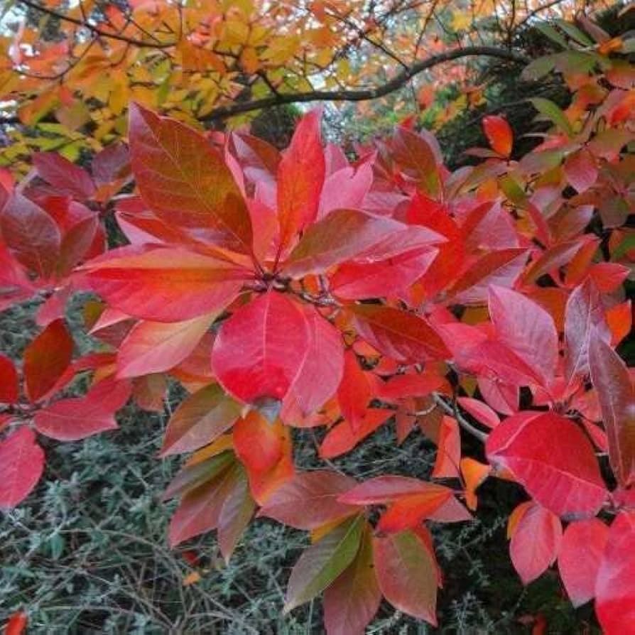 Nyssa Sylvatica Tree Seeds for Planting Nyssa sylvatica for urban gardens and wildlife habitats