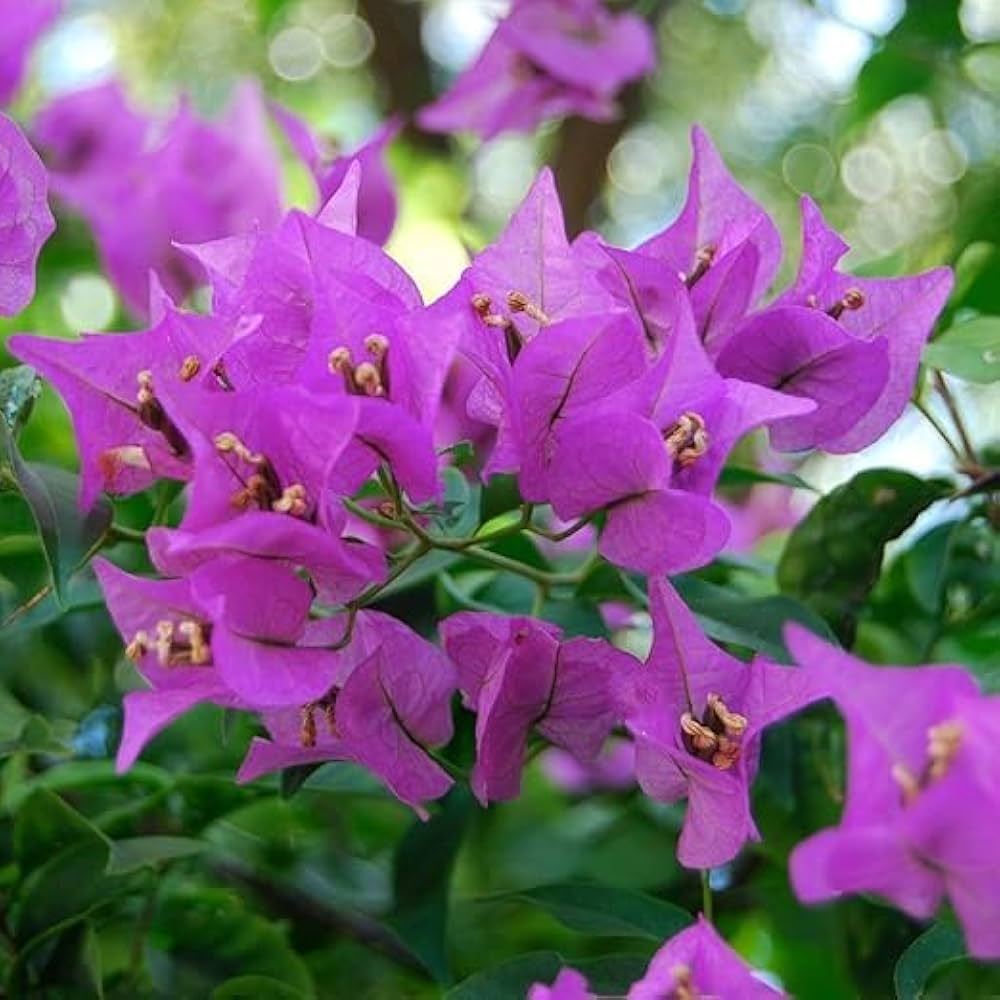 Bougainvillea Flower seeds for Planting - Low Maintenance, Heirloom & GMO Free Seeds for Home Garden