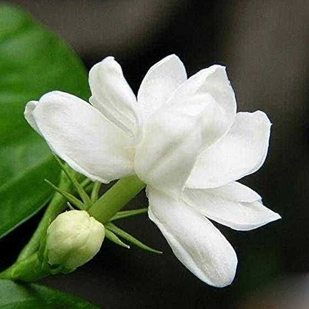 Jasmine Jasminum Sambac Flower Seeds
