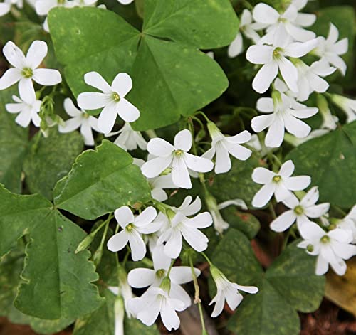 Oxalis Acetosella Flower seeds for Planting - Shade Tolerant, Heirloom & GMO Free Seeds for Home Garden