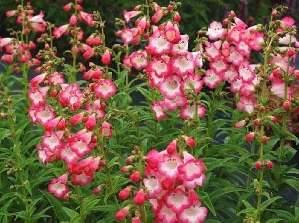 Penstemon Flagstaff Red & White Flower Seeds (Perennial) for Bold Garden Borders