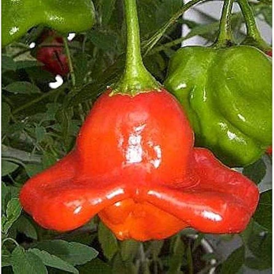 Giant Sweet Pepper Capsicum Annuum Seeds for Planting Home Garden Container