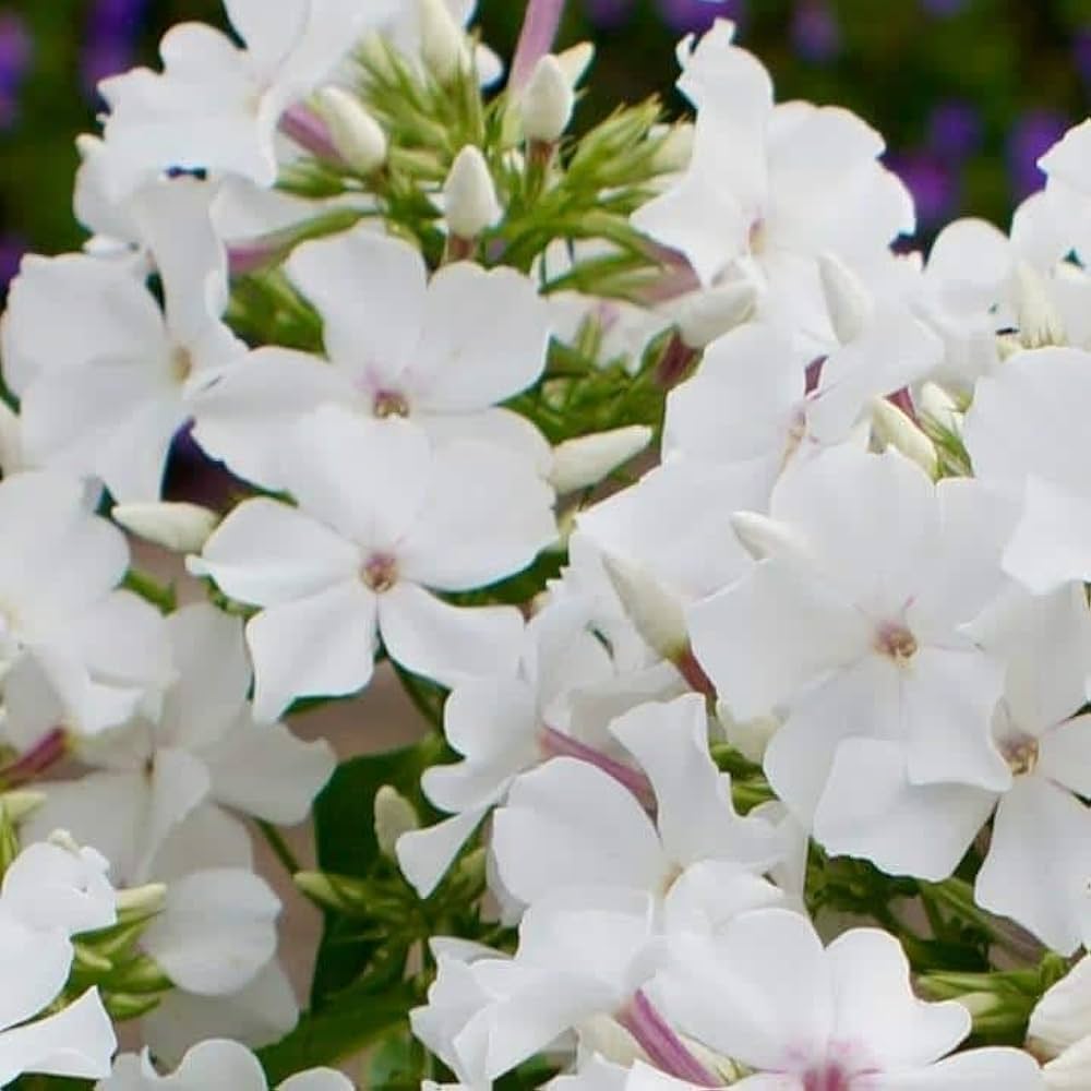 Bright White Phlox Phlox paniculata Seeds for Planting home garden pollinator zone